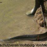 Dieser Aal von ca. 1kg schwimmt nun im Wischerteich... Petri Heil !