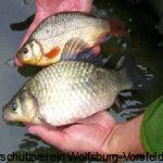 Im Bild oben Karausche unten Giebel aus den Aufzuchtteichen