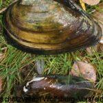 Wie im Bild zu sehen wurden nicht nur Fische sondern auch Malermuscheln (Unio pictorum), die untere, und grosse Teichmuscheln (Anodonta cygnea) gesammelt.